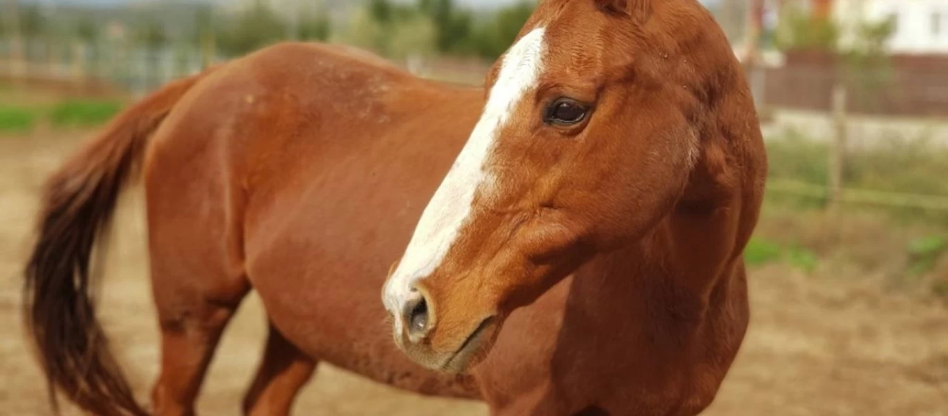 Λαμία: Αυτοκίνητο έπεσε πάνω σε δύο άλογα και τραυμάτισε το ένα σοβαρά